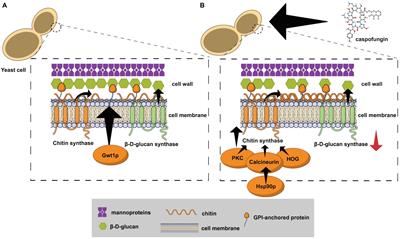 Fungal Cell Wall: Emerging Antifungals and Drug Resistance